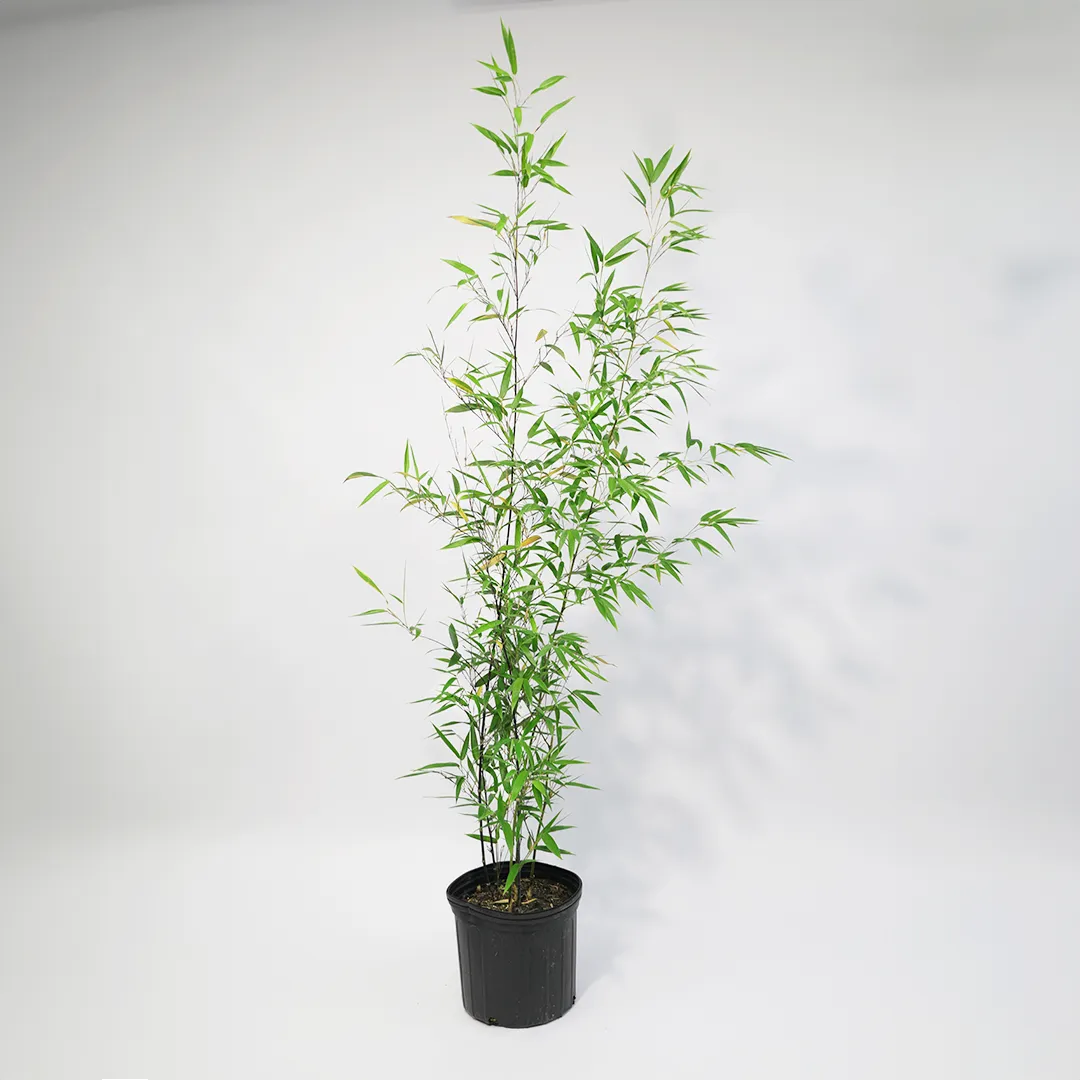 Black Bamboo