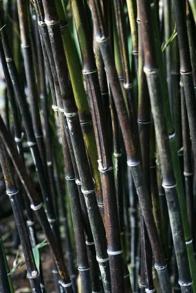 Black Bamboo