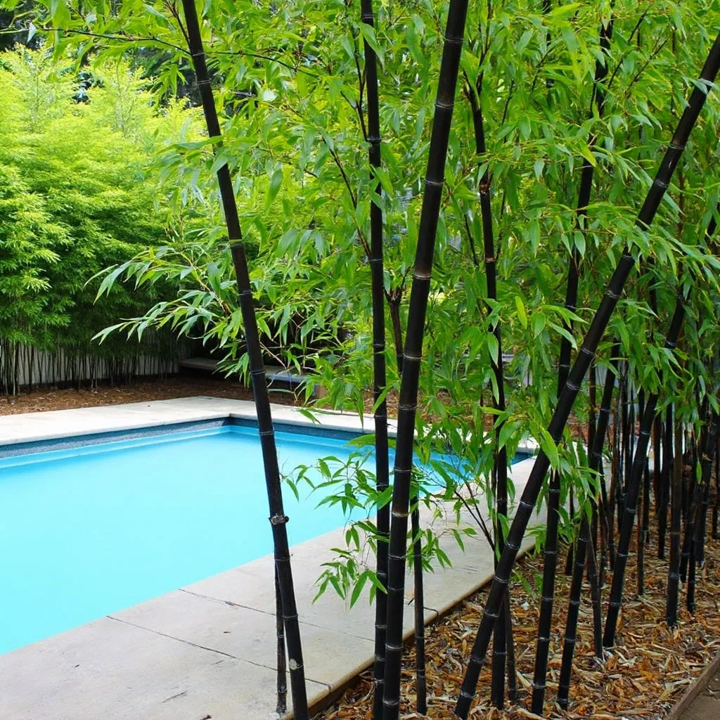 Black Bamboo