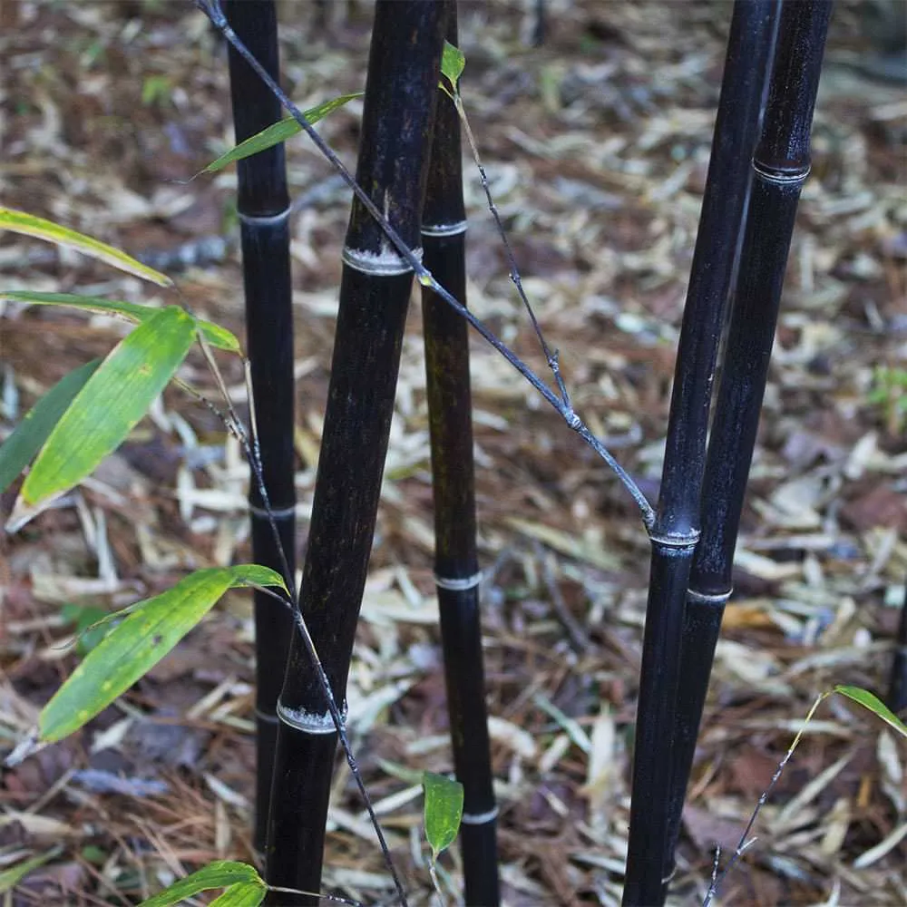 Black Bamboo